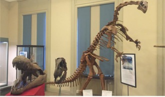 Museum of Evolution
